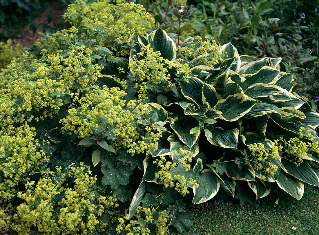 Hosta-Hybride und Alchemilla mollis