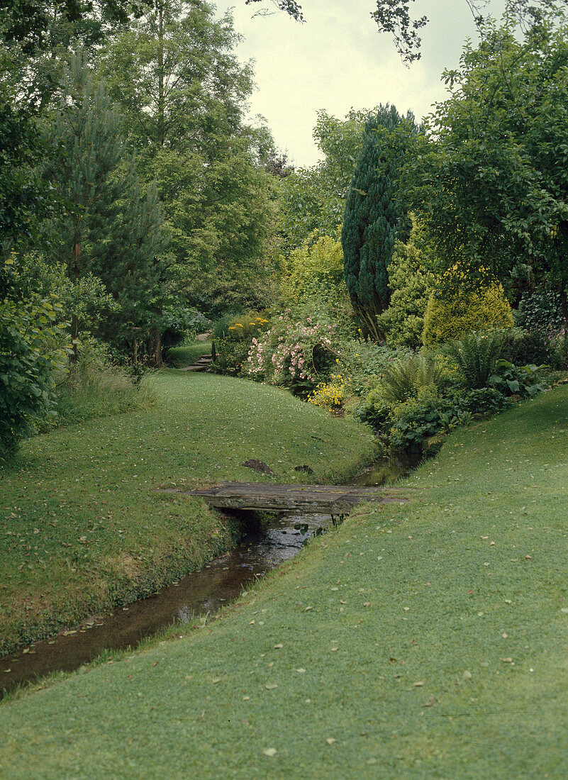 Stream with ferns, Alchemilla mollis and conifers