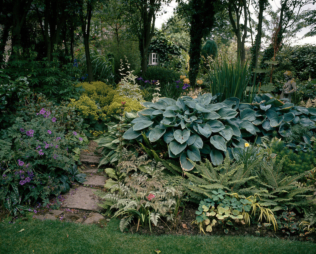 Hosta hybrids, ferns, geranium and alchemilla