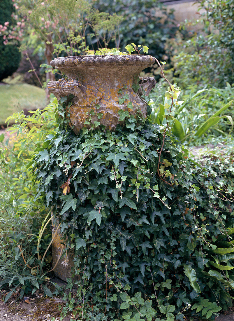 Hedera helix