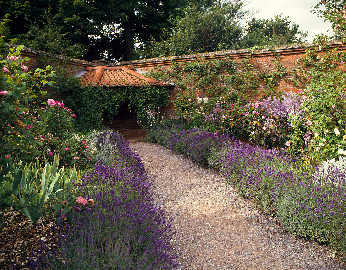 Lavandula angustifolia