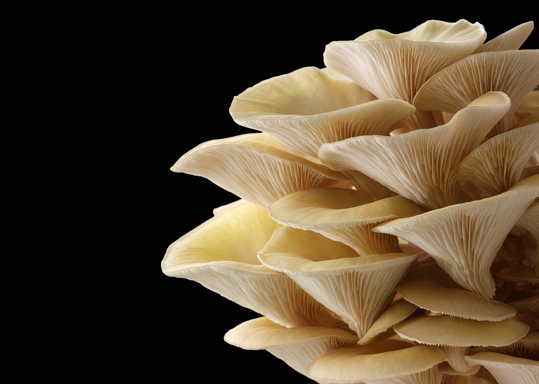 Fresh picked edible yellow or golden oyster mushrooms (Pleurotus citrinopileatus) in a grow box against a black background