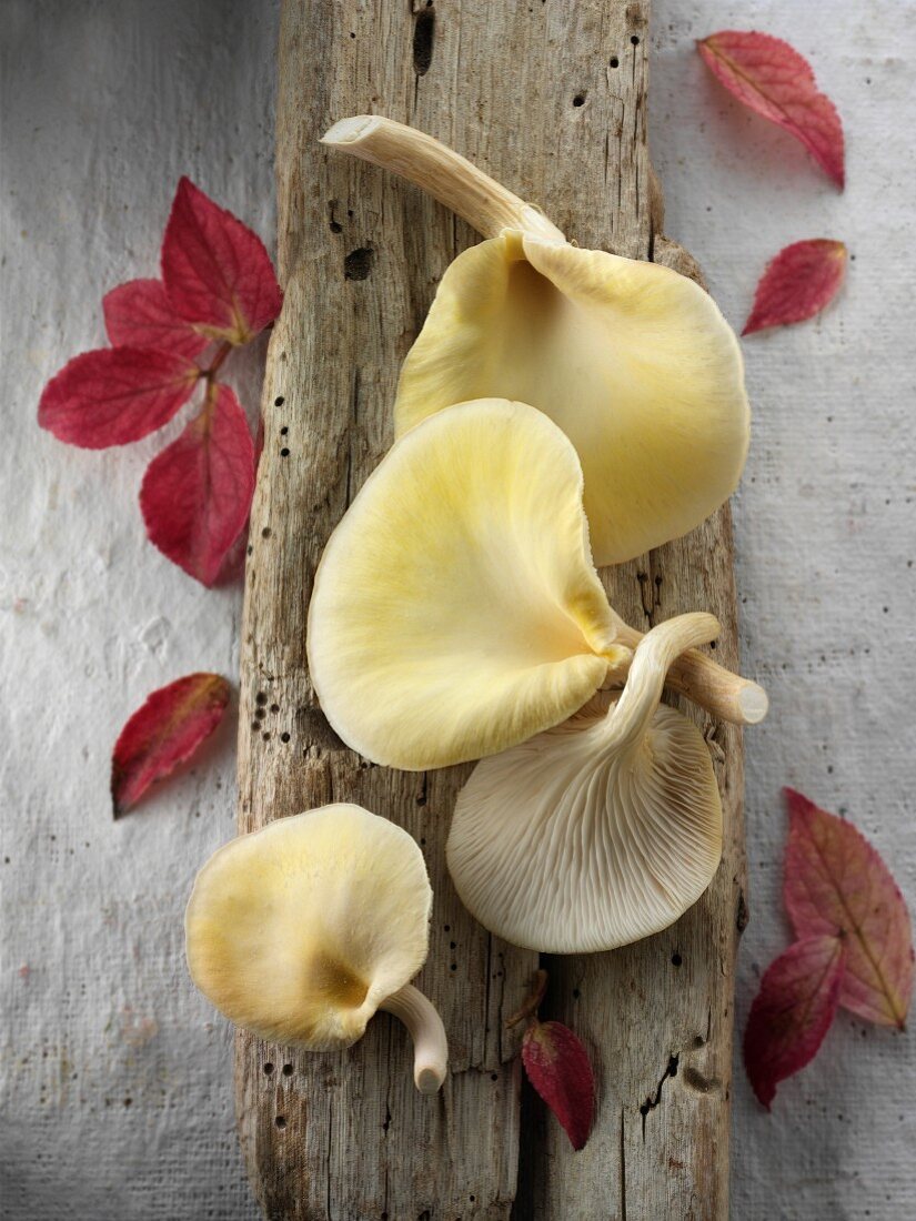 Fresh picked edible yellow or golden oyster mushrooms (Pleurotus citrinopileatus)