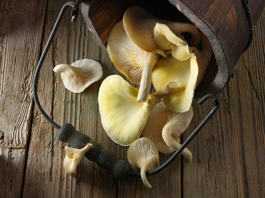 Fresh picked edible yellow or golden oyster mushrooms (Pleurotus citrinopileatus)