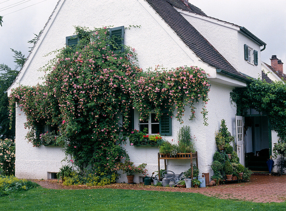 Haus mit Kletterrose