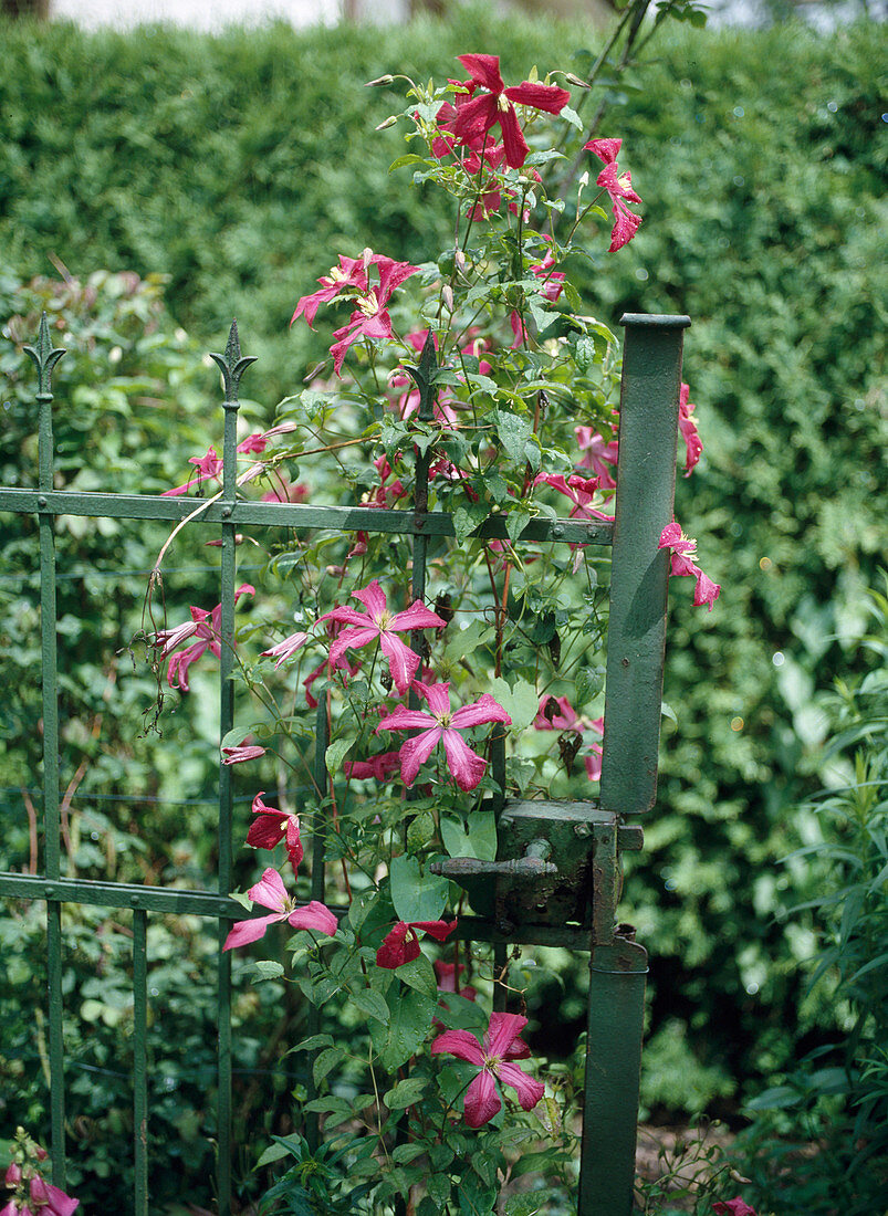 Eisenzaun mit Clematis (Waldrebe)