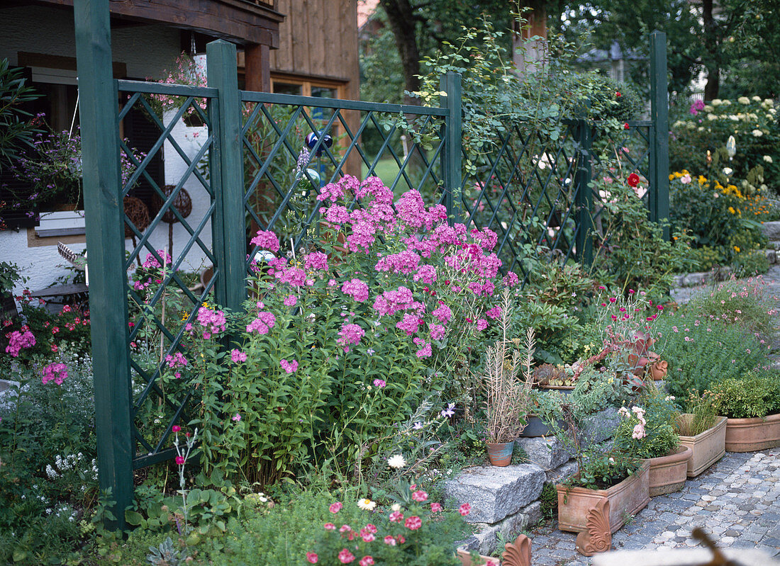 Beet mit Phlox paniculata