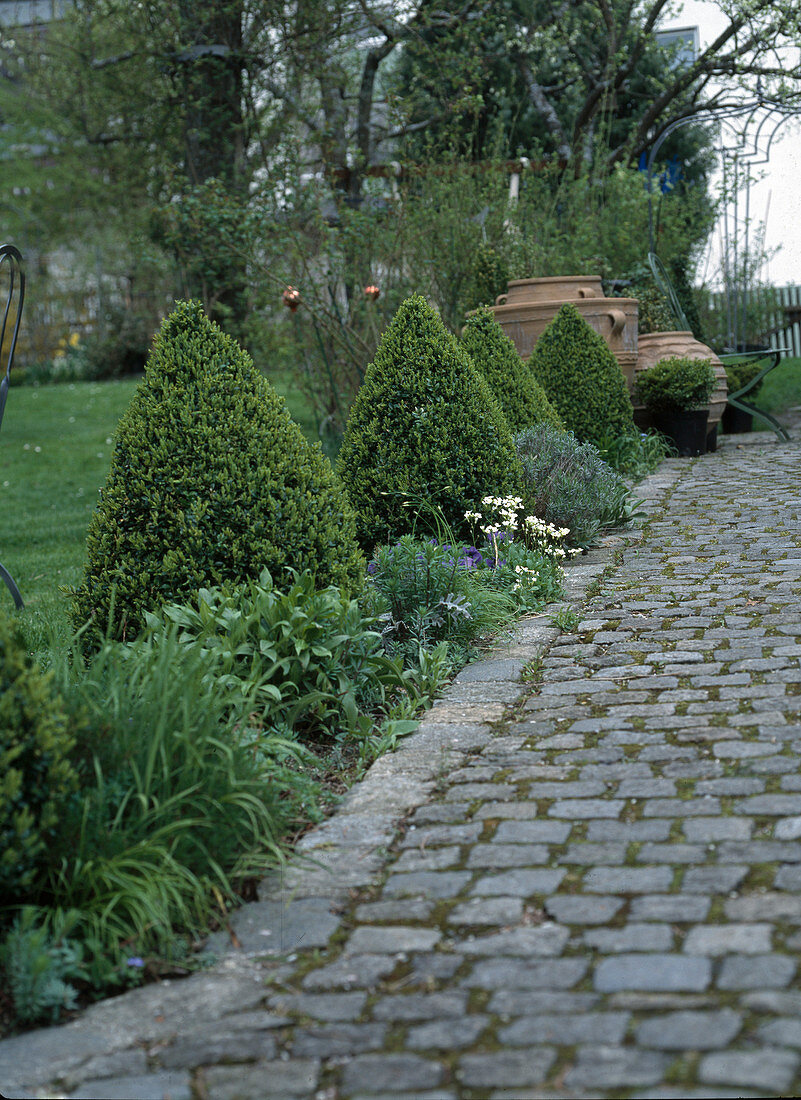 Box cone on the garden path