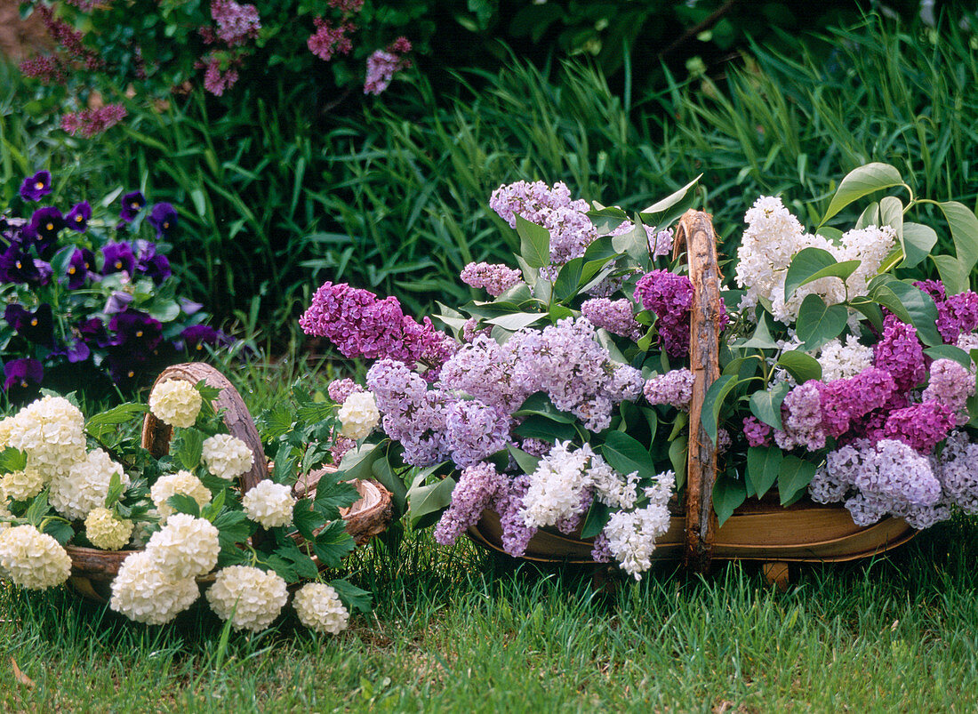 Lilacs and snowball branches in baskets on lawn before