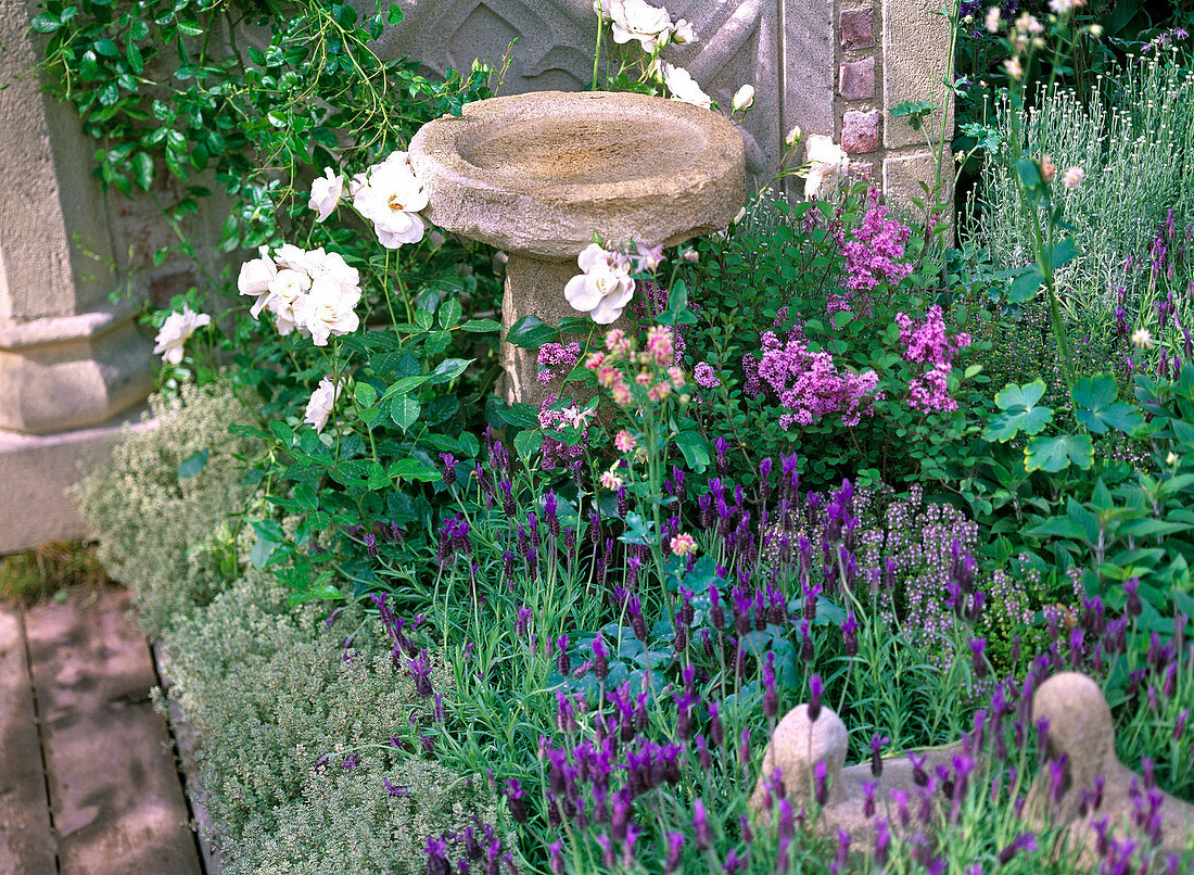 Flowerbed with thymus (thyme) as bedding border, pink (rose)