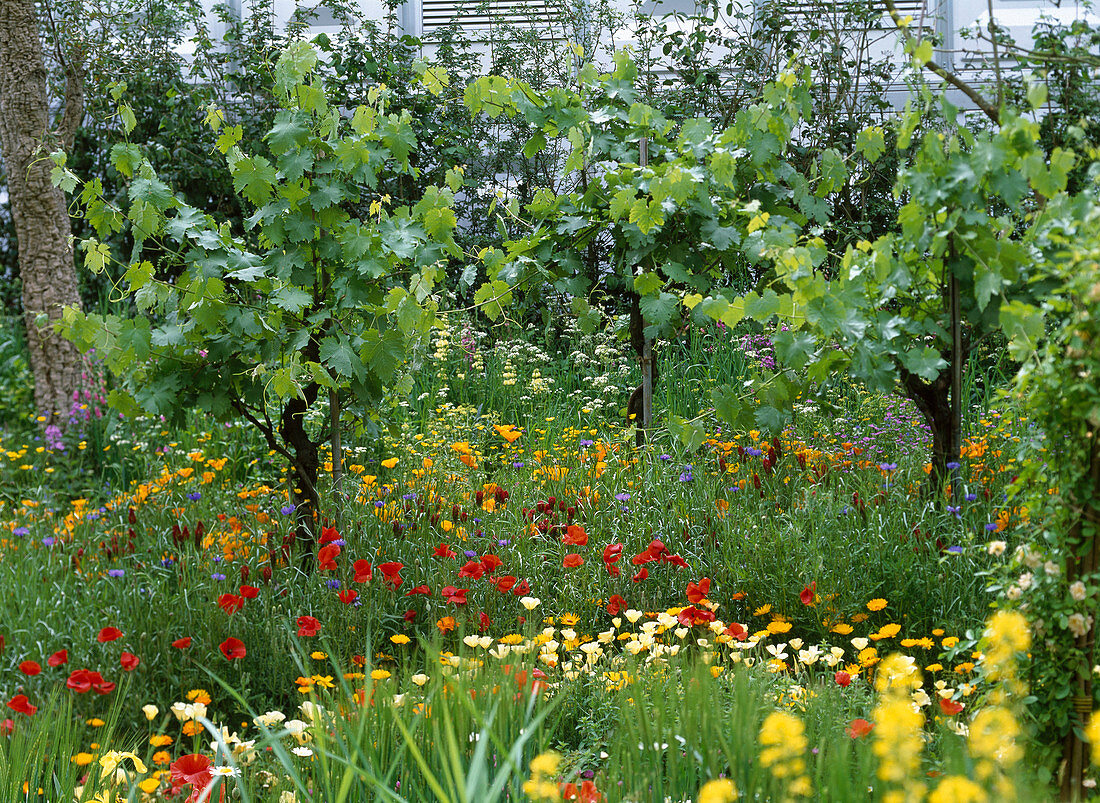 Vines, corn poppy, eschschscholzia (dormouse)