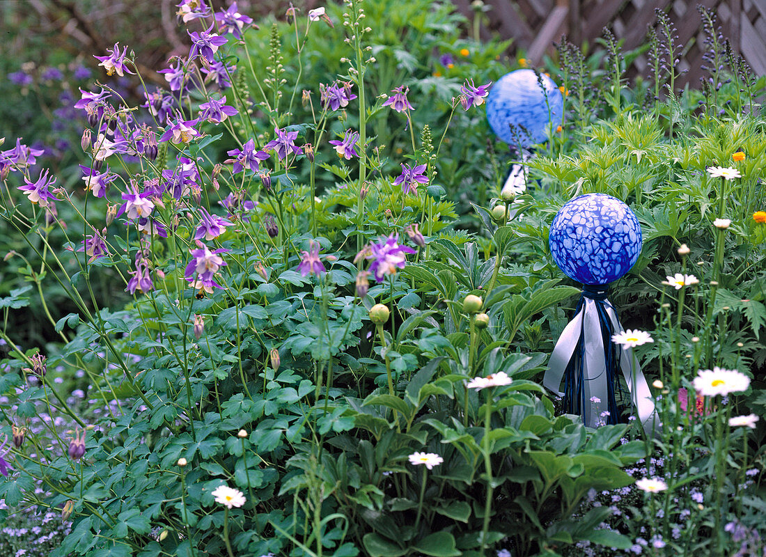 Aquilegia olympica (Akelei)