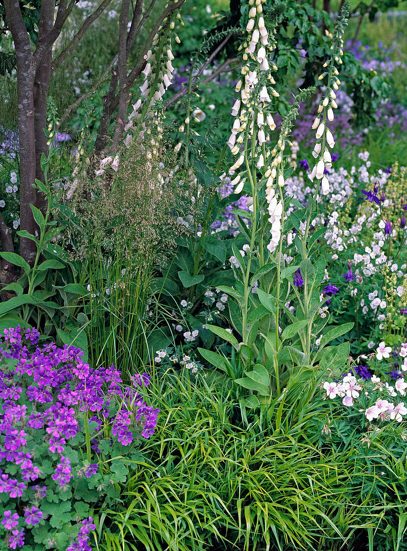 Digitalis / Fingerhut, Geranium grandiflorum