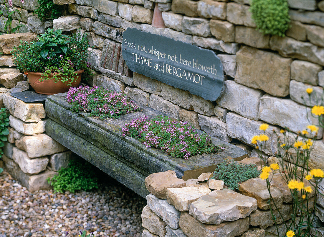 Bench planted with thyme