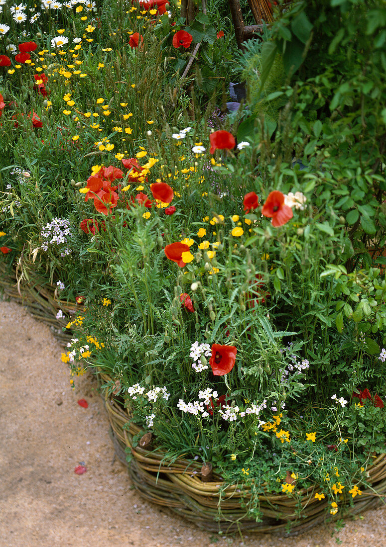 Blumenwiese, Flechtzaun als Beetbegrenzung, Papaver (Mohn)