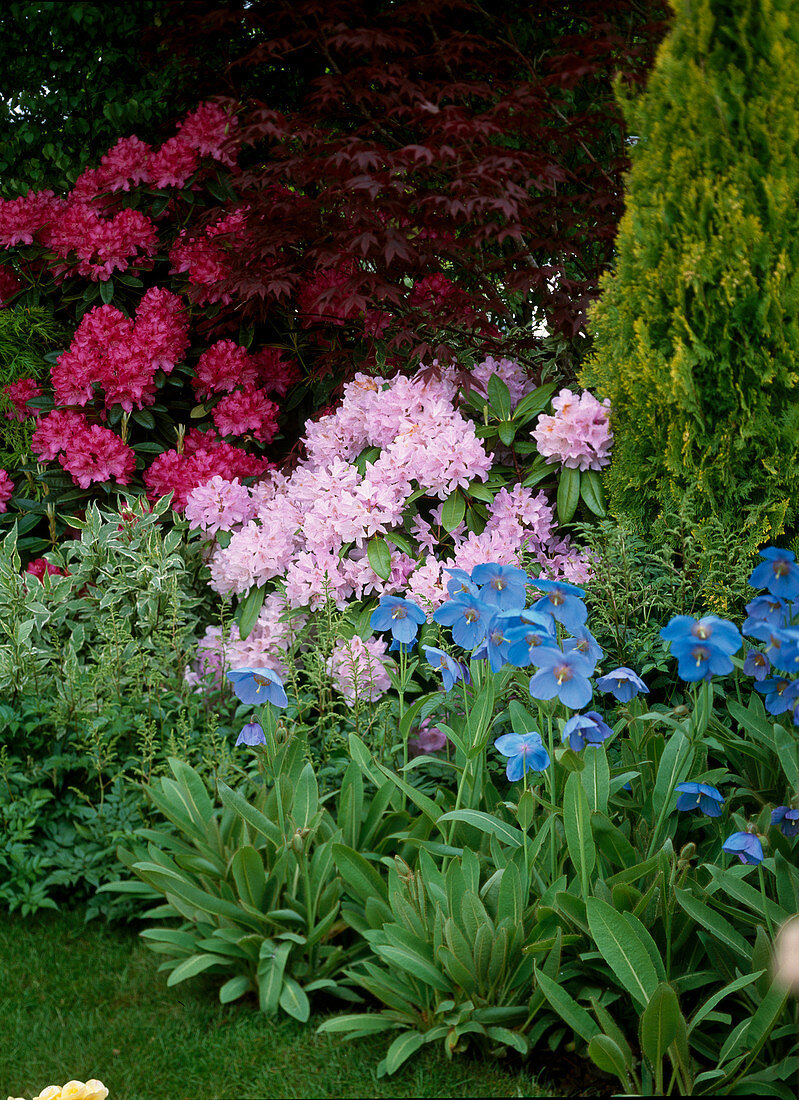 Bed with Rhododendron hybrids