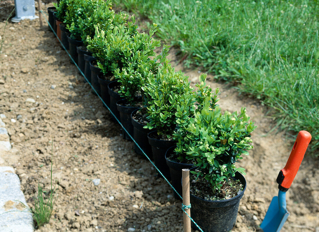 Plant bush hedge