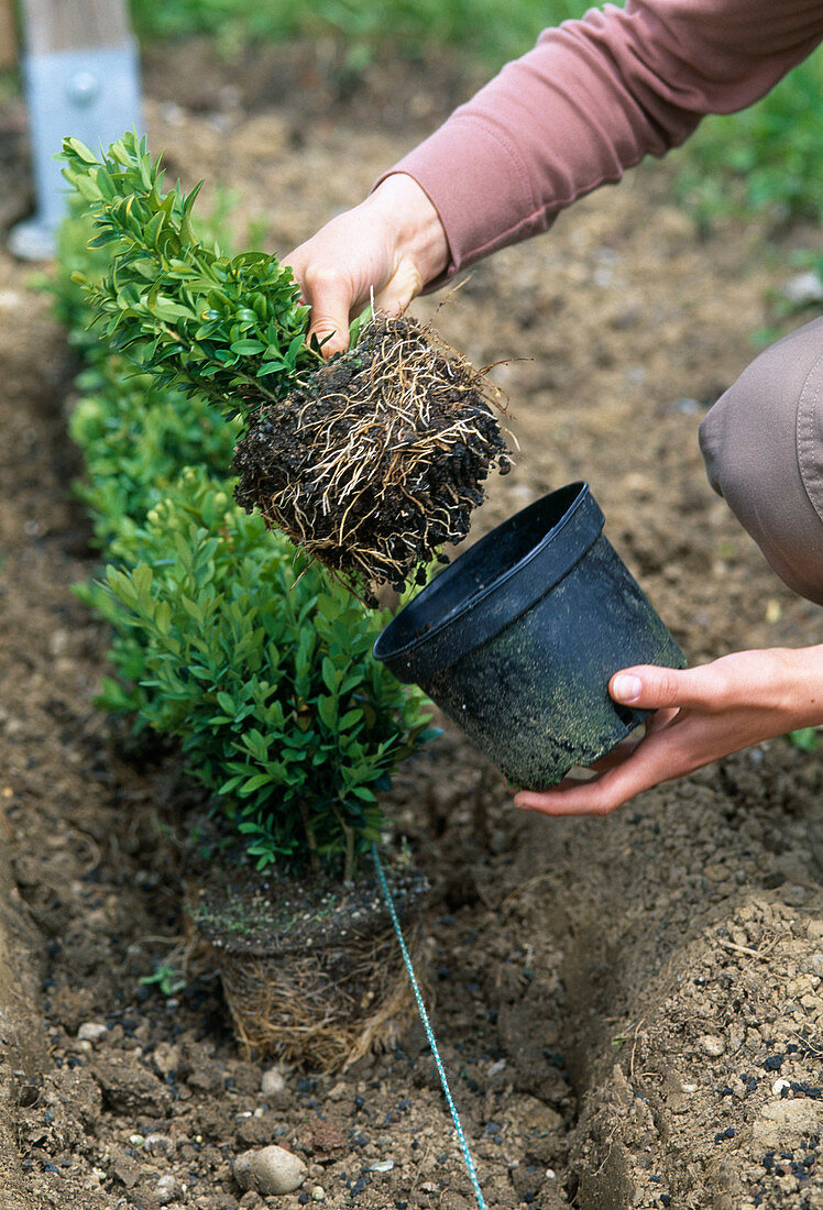 Plant bush hedge