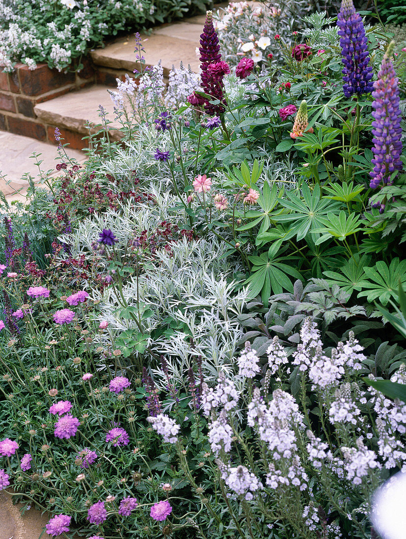 Bed with scabiosa (widow's-eye flower), lupins, sage, columbine