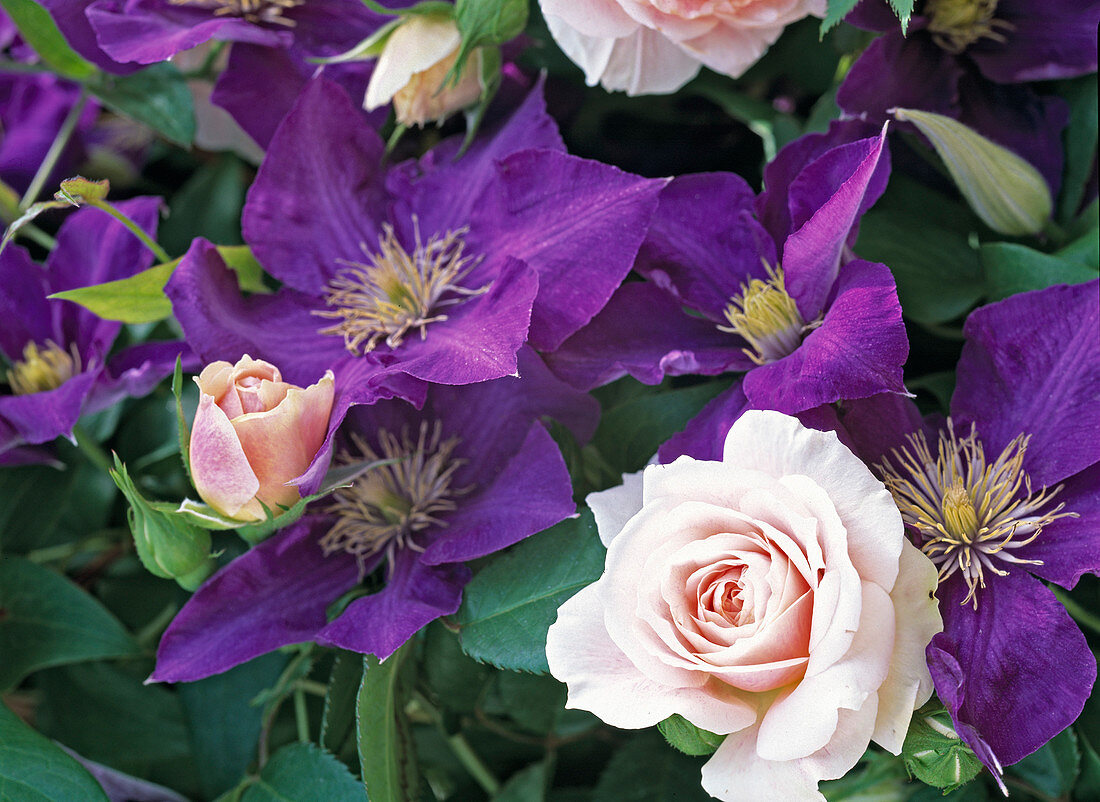 Clematis hybrid 'The President'