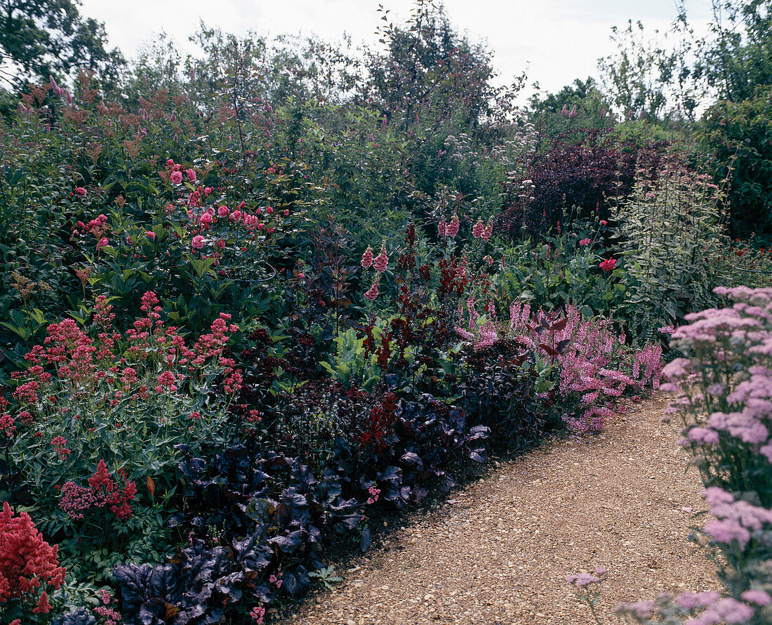 Rosa (Rot): Rose, Centranthus ruber, Diascia, Achillea