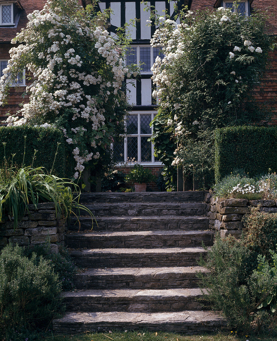 Treppe mit Kletterrose 'The Garland'