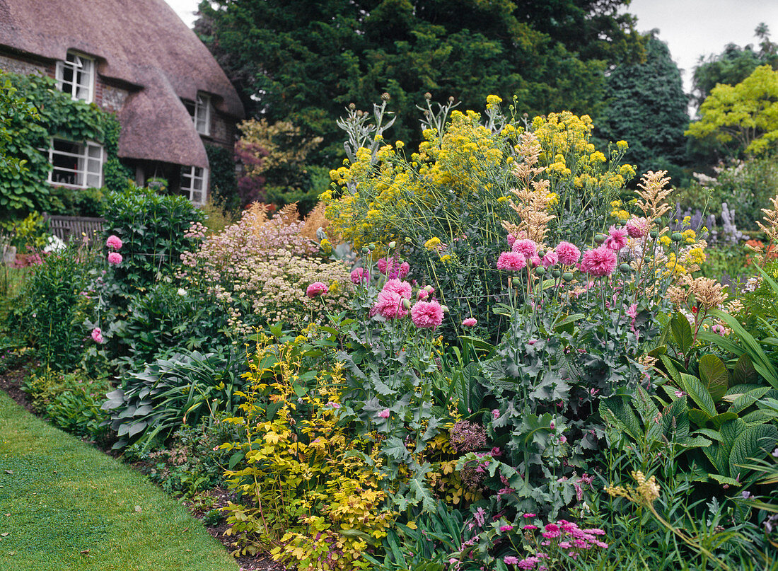 Papaver Somniferum, Thalictrum Flavum, Astrantia