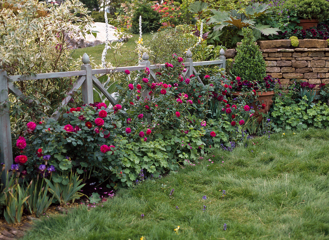 Rosen und Alchemilla vor Gartenzaun