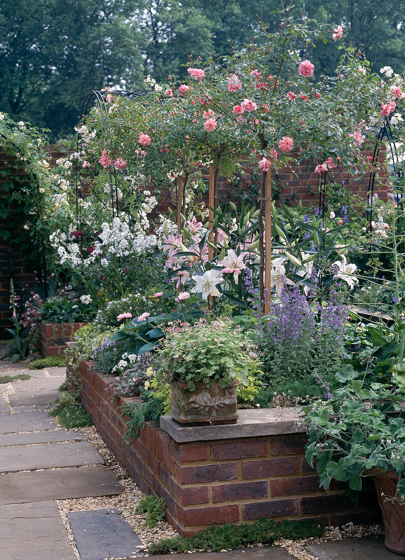 Scented garden with roses, lilies, scented pelargonium