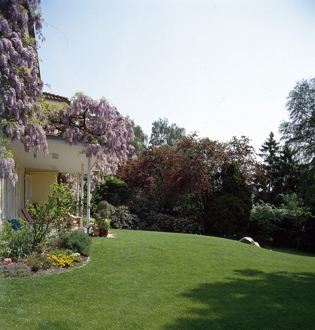 Wisteria sinensis