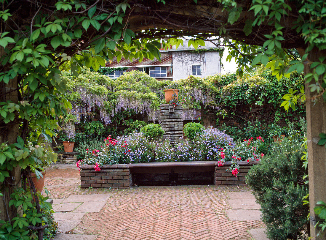 Patio with blue vine, boxwood, roses, felicia