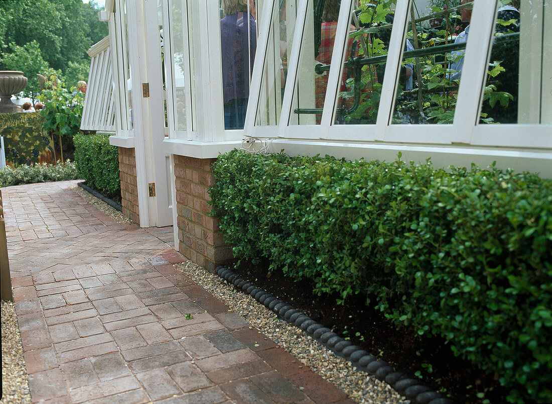 Box hedge in front of greenhouse