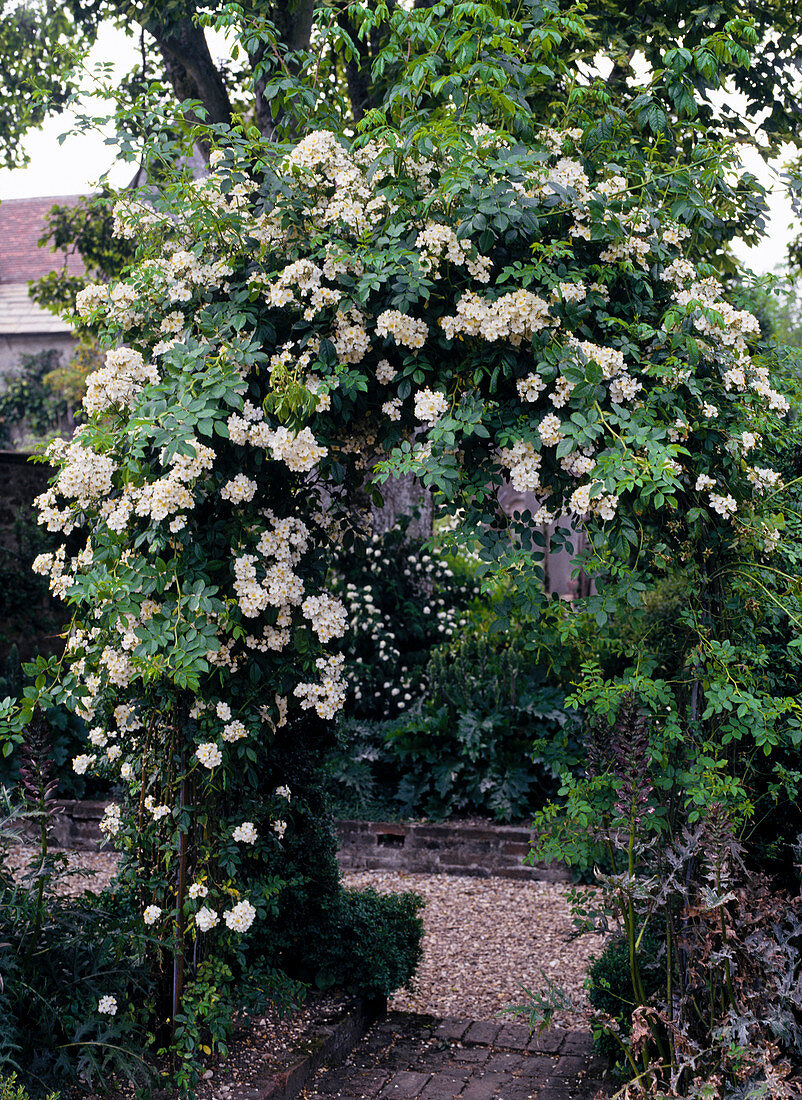 Rose arch