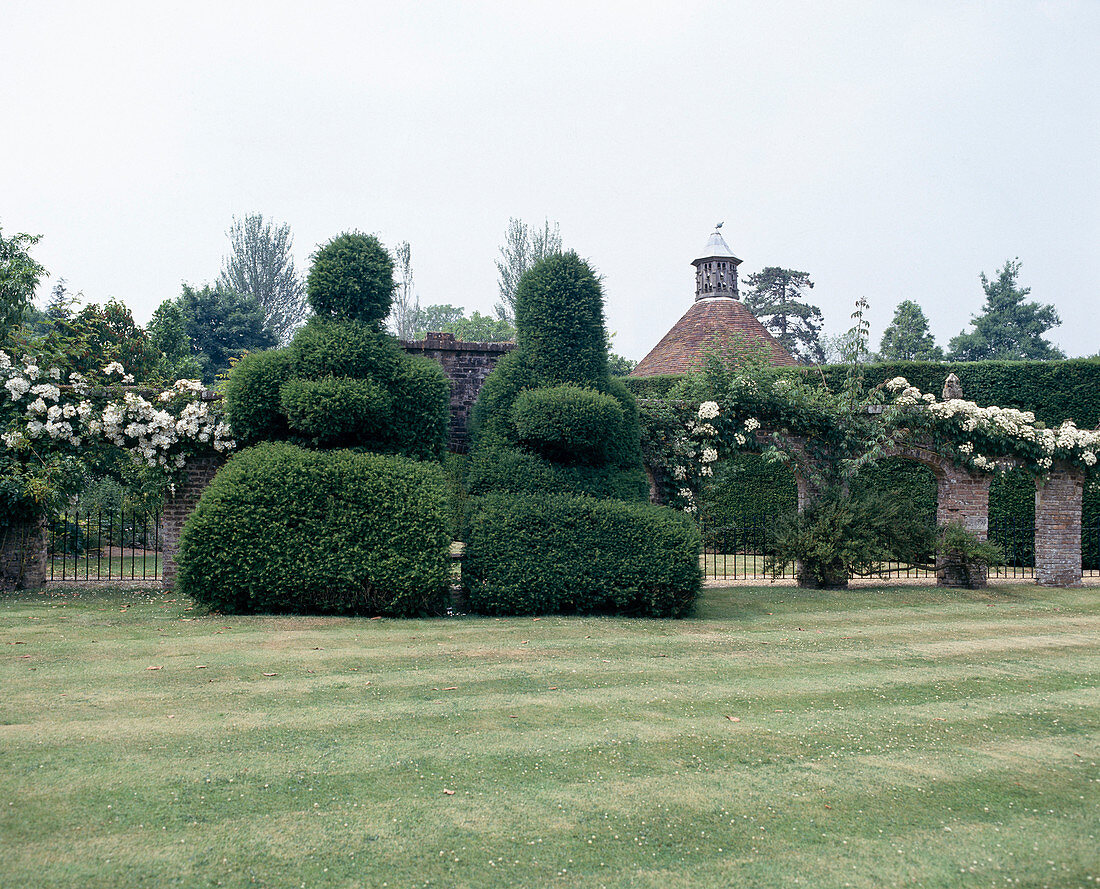 Taxus cut as figures