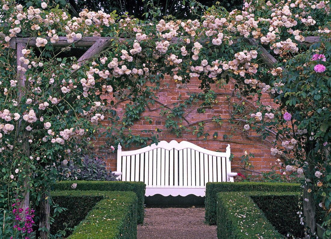 White Climbing Rose