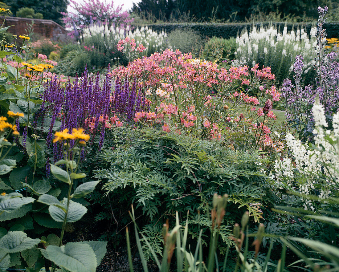 Salvia Nemorosa, Telekia, Alstroemeria