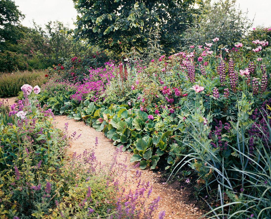 Geranium xylosteum, Bergenia