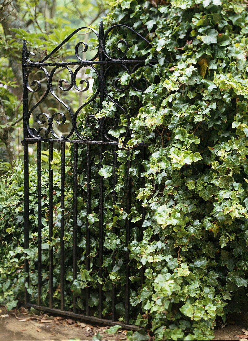 Hedera Helix