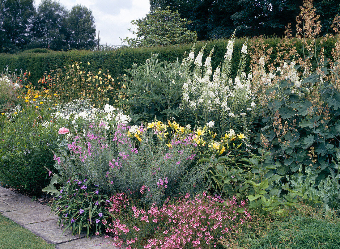 Epilobium, Hemerocallis, Macleaya