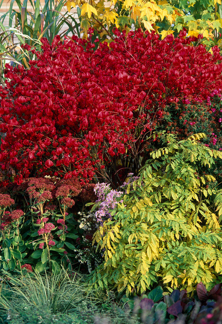 Euonymus alatus, Calamogrostis, Carex