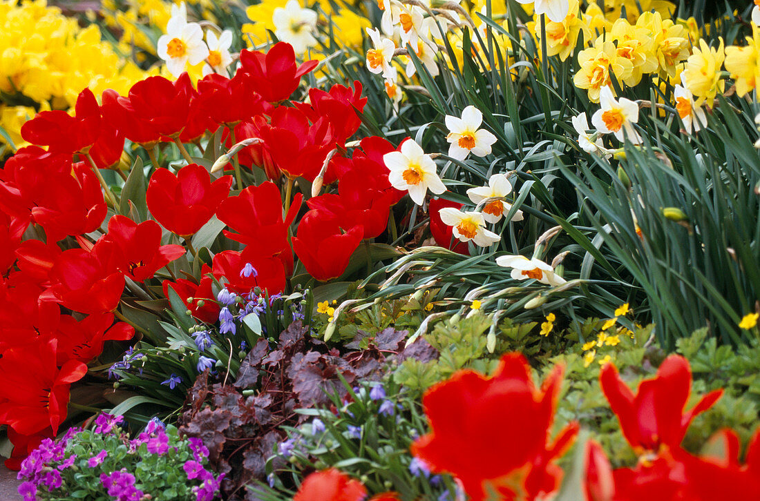 Tulipa 'Red Emperor'