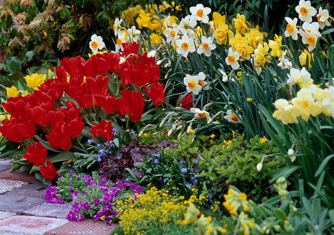 Tulipa 'Red Emperor', Narcissus 'Red Hill'