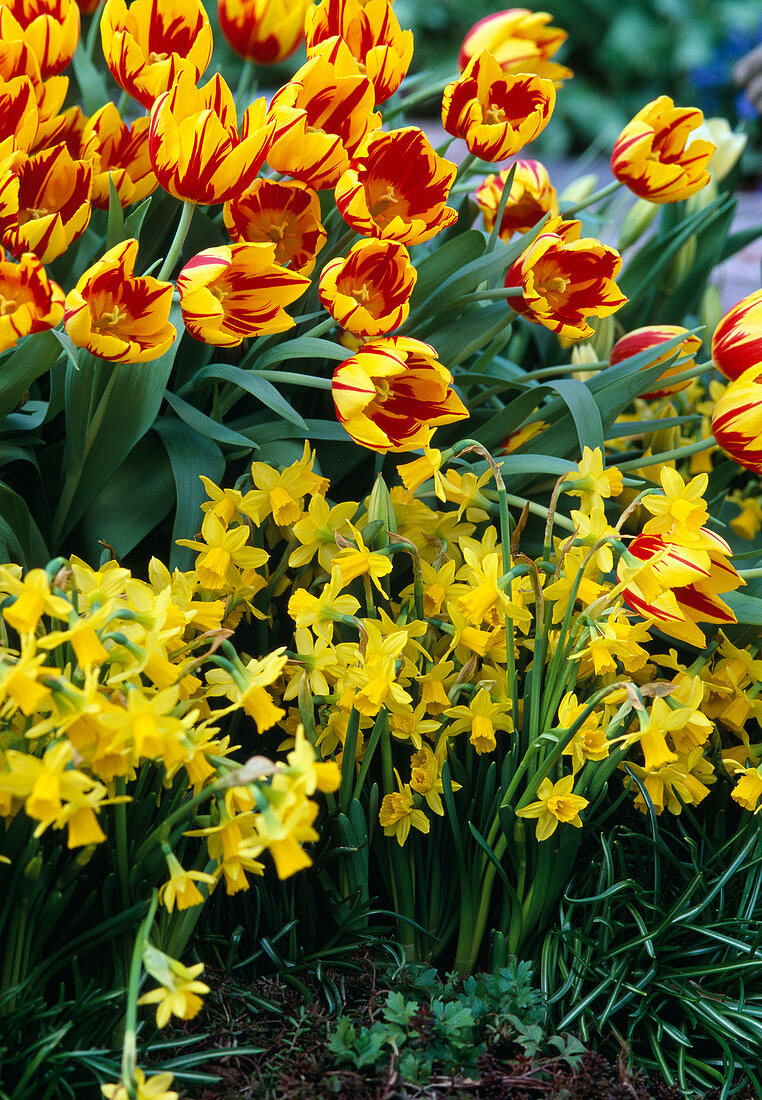 Tulipa 'Mickey Mouse'