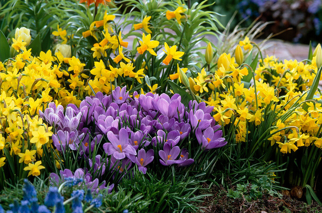 Narcissus 'Jetfire' and 'Tete A Tete' (lilies)