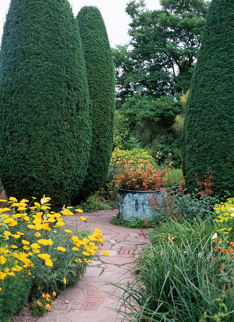 Taxus baccata hedge