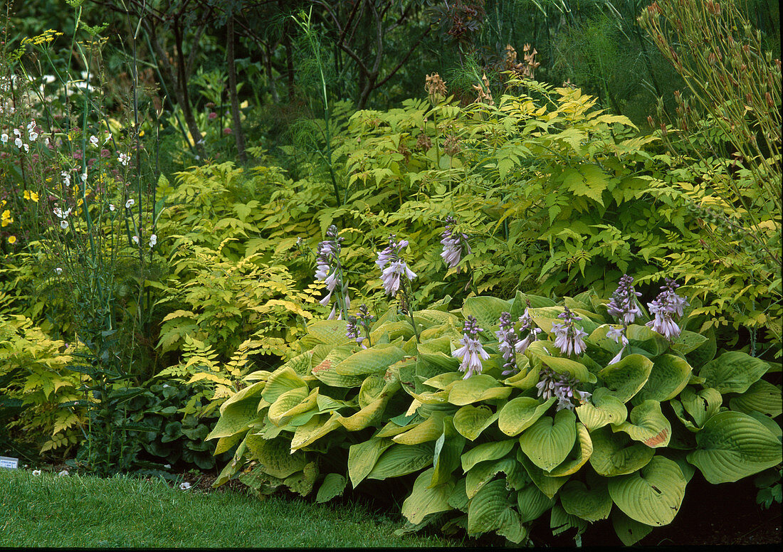 Hosta 'Richland Gold' (yellow hosta)