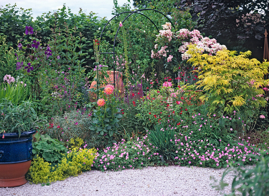 Bed: Clematis, Dahlia, Rose, Geranium