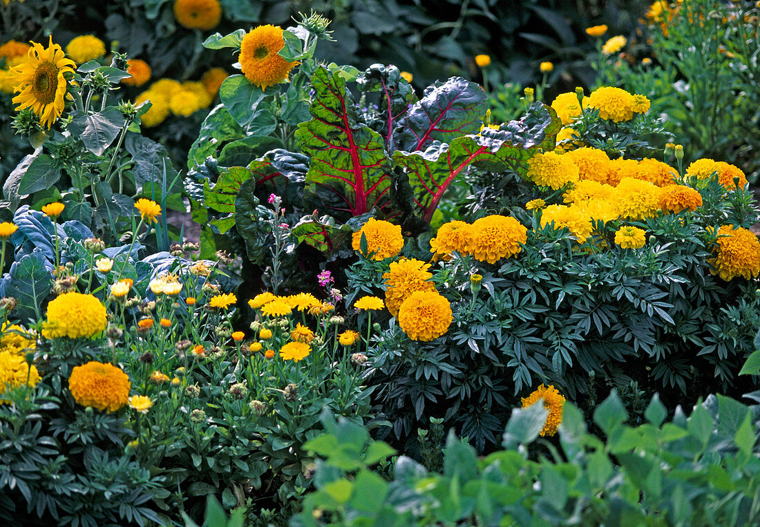 Swiss Chard, Tagetes erecta (Marigold)