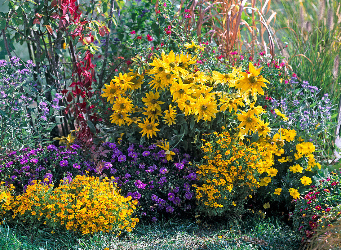 Caryopteris (Beard flower), Aster dumosus 'Sapphire' (cushion)-