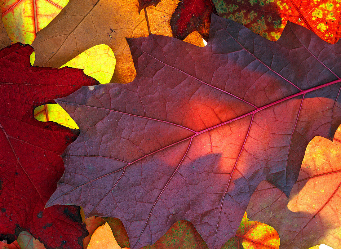 Quercus rubra (Amerikanische Roteiche)